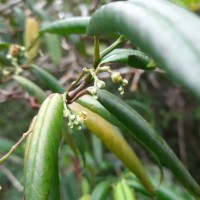 Schumacheria angustifolia Hook.f. & Thomson